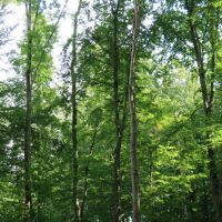 Glück mit dem Wetter im Wolfshäger Holz